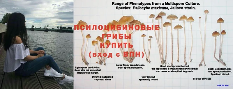 Псилоцибиновые грибы мухоморы  мега ТОР  Жиздра 